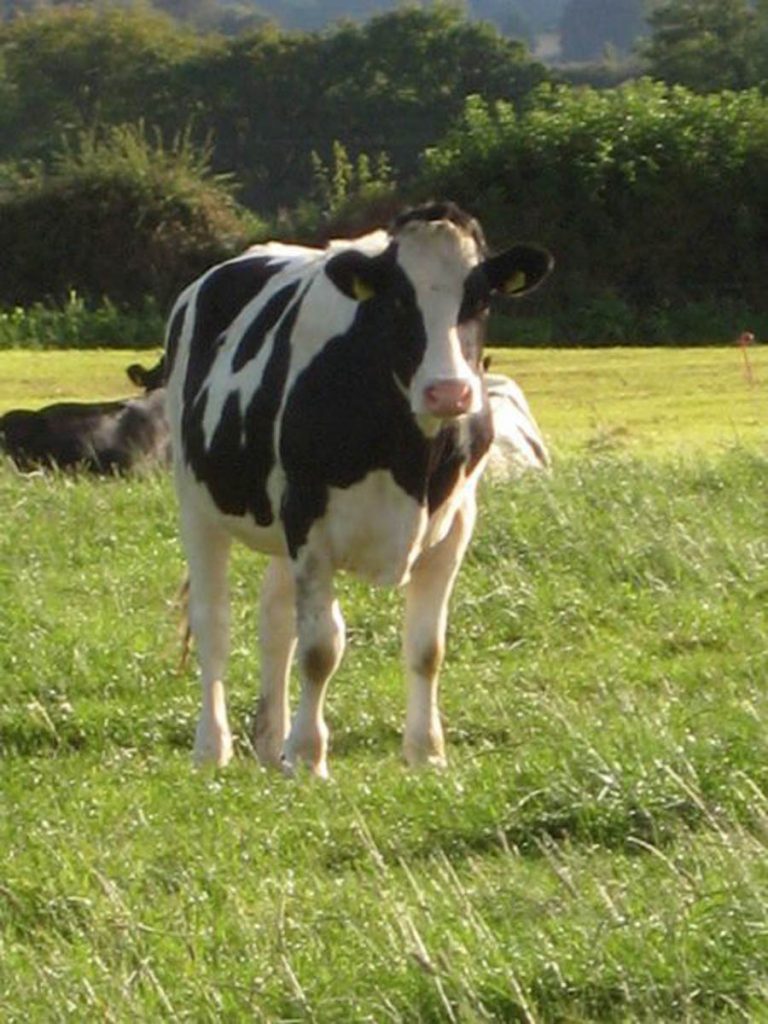 Vaches en&nbsp;furie