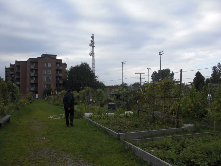 Carottes, pommes et poulets dans un&nbsp;3½
