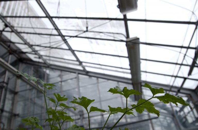 Agriculture au cœur de Montréal
