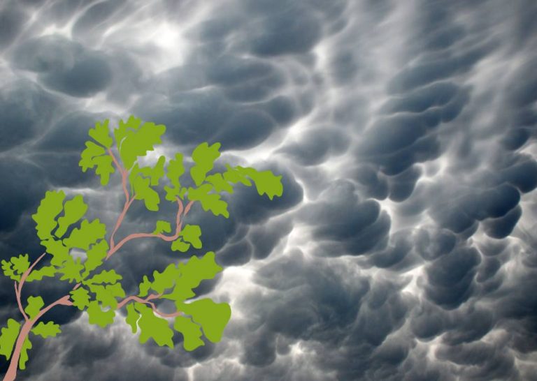 La tarification du carbone : Une entrevue avec Brendan Frank