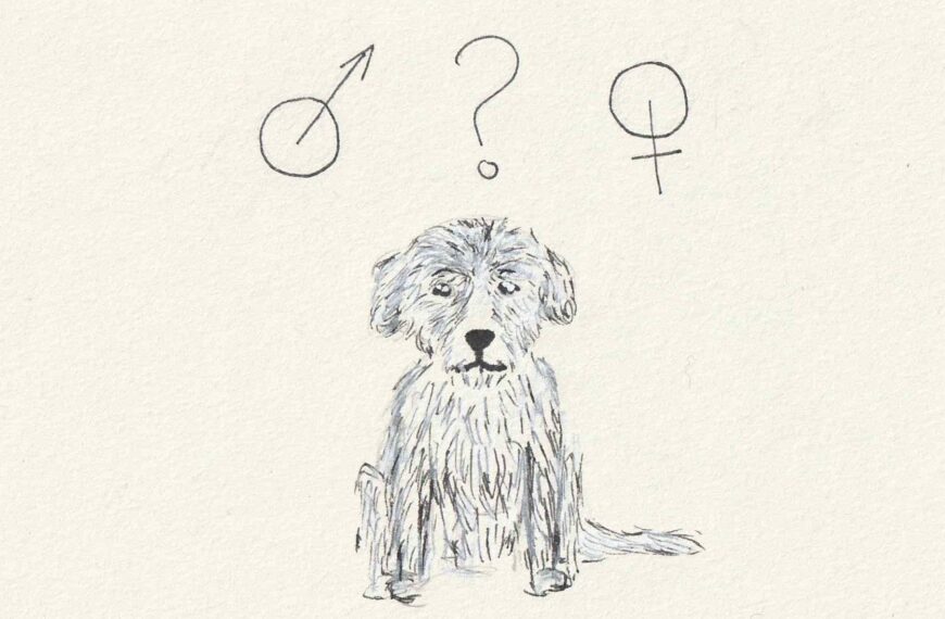 Peut-on présumer le genre de son chien ?