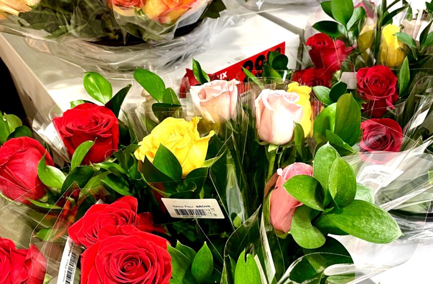Gare aux roses rouges !