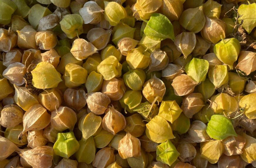 Comment poussent mes légumes ?