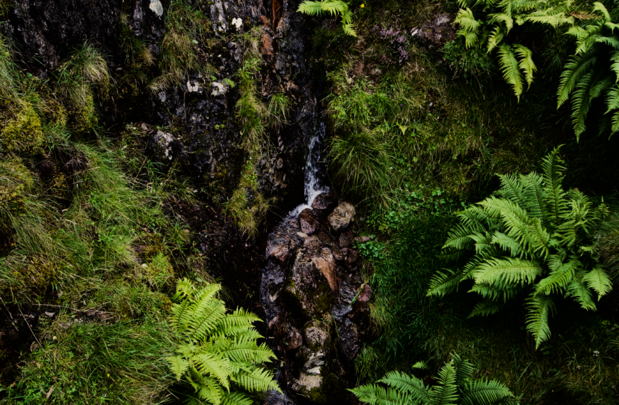Semaine nationale de l’arbre et des forêts