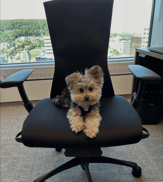 Willow, la nouvelle mascotte de McGill ?
