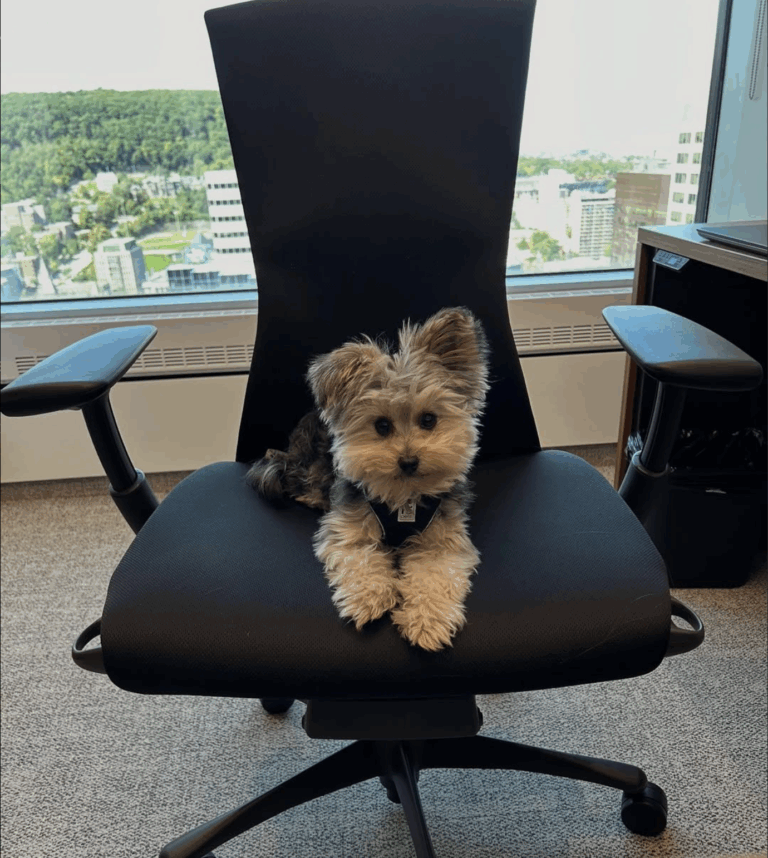 Willow, la nouvelle mascotte de McGill ?