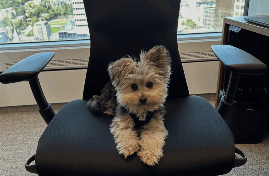 Willow, la nouvelle mascotte de McGill ?
