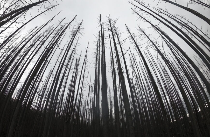 Le Canada encore en proie aux flammes