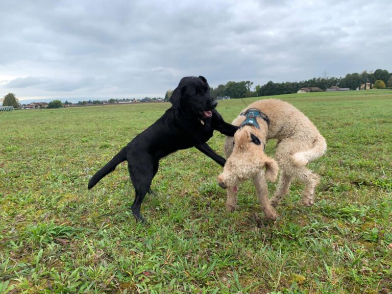 Foncer droit dans le mur, notre seule alternative ?