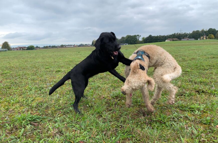 Foncer droit dans le mur, notre seule alternative ?
