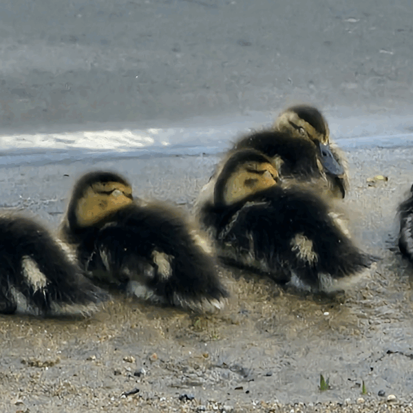 Arrondir son don : oui ou non ?