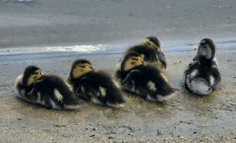 Arrondir son don : oui ou non ?