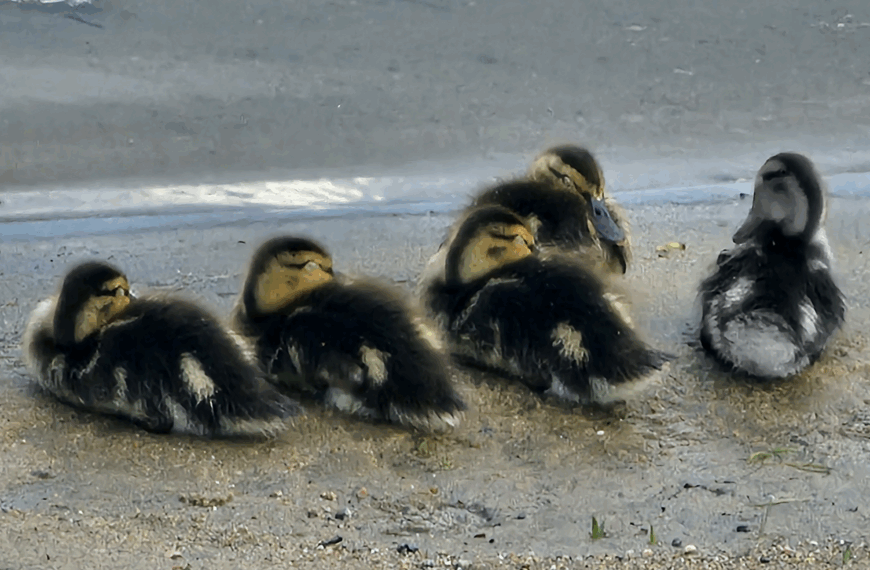 Arrondir son don : oui ou non ?