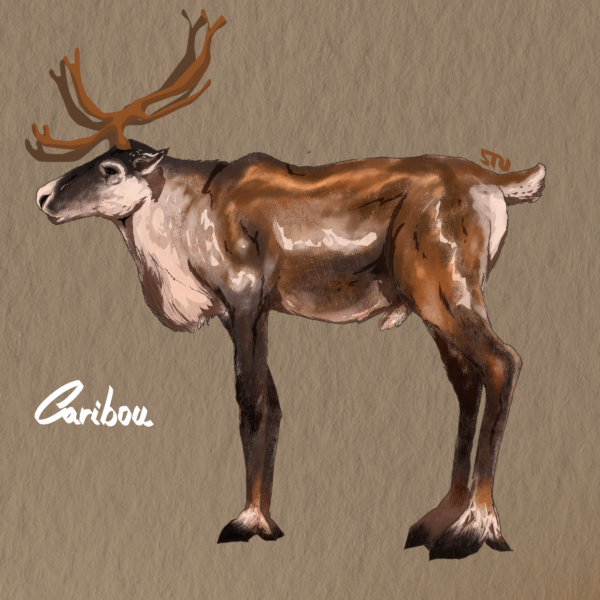 Caribou, ignorance et préjudices