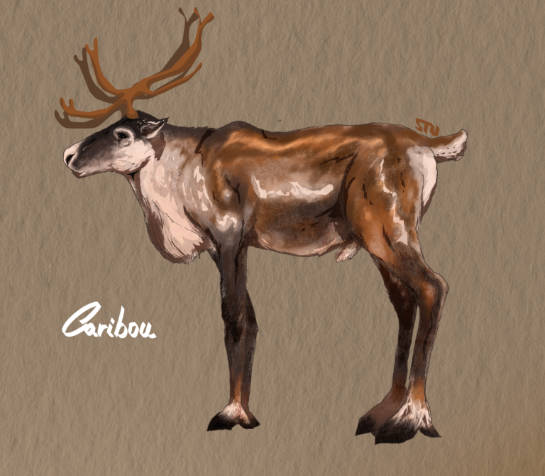 Caribou, ignorance et préjudices