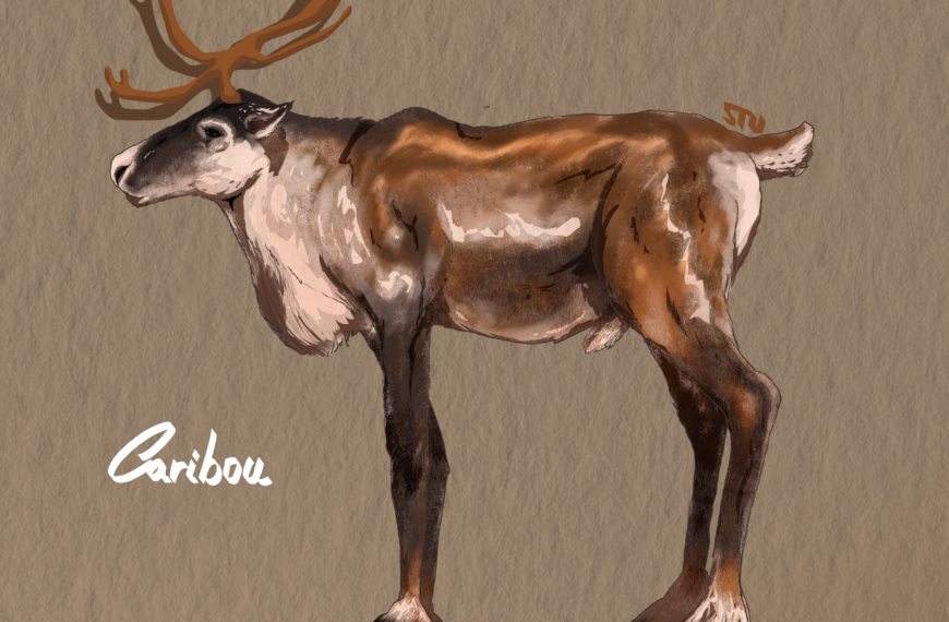 Caribou, ignorance et préjudices