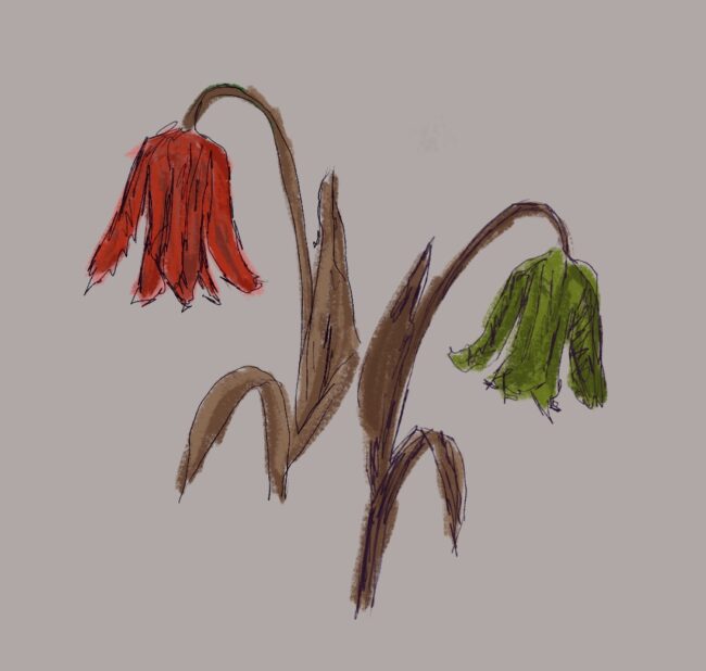 Gaza&nbsp;: les soldats canadiens ne reposent plus en&nbsp;paix