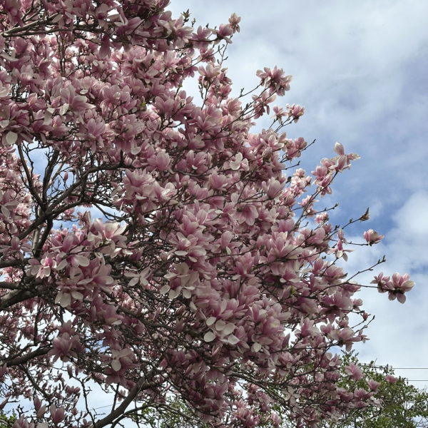 L’épidémie de la nonchalance