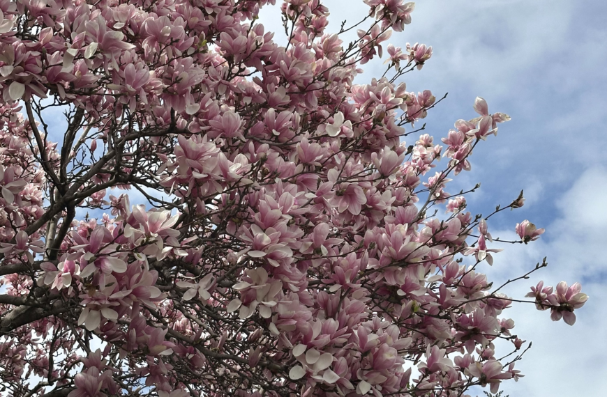 L’épidémie de la nonchalance